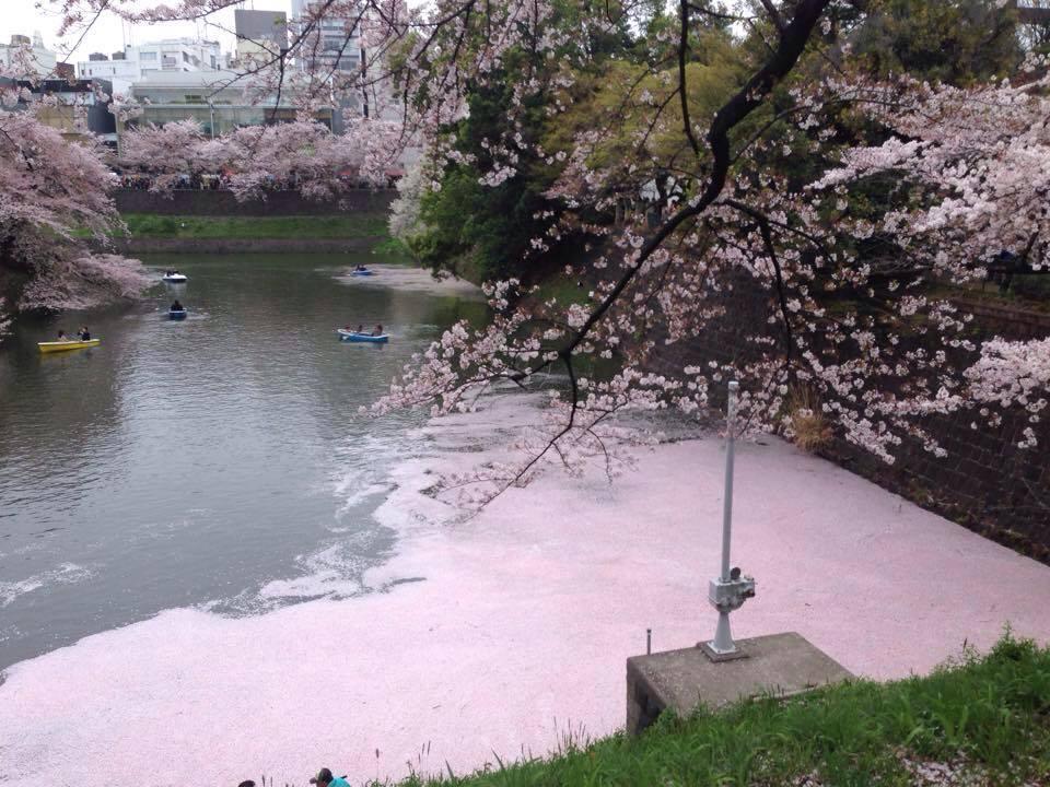 千鳥ヶ淵の桜の写真