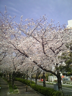 中ふ頭駅前の桜並木の写真