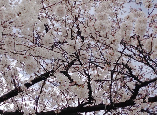 桜、満開ですね。